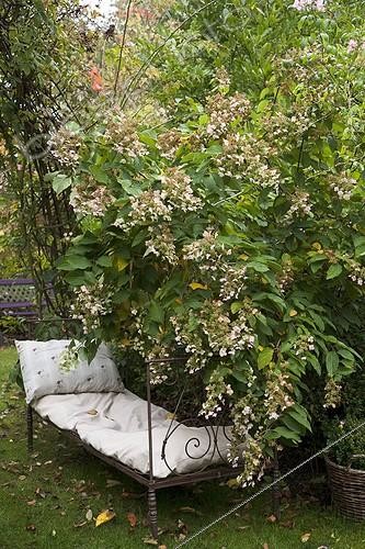 Biosphoto | 742139 | Sofa and hydrangea 'Green Spire' in a garden in autumn | &copy; NouN / Biosphoto
