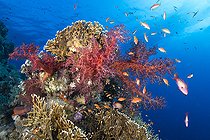 Biosphoto | 2583322 | Soft coral (Dendronephthya sp) and lyretail anthias (Pseudanthias squamipinnis). Coral reef, corals. Ras Muhammad National Park (Sharm Al Sheikh - Raas Mohammed) and Tiran Strait. Sinai Peninsula. Red Sea, Egypt. | &copy; Sergio Hanquet / Biosphoto