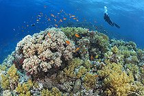 Biosphoto | 2583326 | Soft coral (Dendronephthya sp) and lyretail anthias (Pseudanthias squamipinnis). Coral reef, corals. Ras Muhammad National Park (Sharm Al Sheikh - Raas Mohammed) and Tiran Strait. Sinai Peninsula. Red Sea, Egypt. | &copy; Sergio Hanquet / Biosphoto