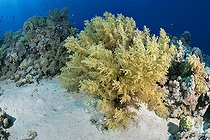 Biosphoto | 2583301 | Soft coral (Dendronephthya sp). Coral reef. Ras Muhammad National Park (Sharm Al Sheikh - Raas Mohammed) and Tiran Strait. Sinai Peninsula. Red Sea, Egypt. | &copy; Sergio Hanquet / Biosphoto