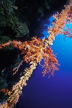 Biosphoto | 981112 | Soft Corals at Reef, Ras Mohammed, Sinai, Red Sea, Egypt | &copy; Borut Furlan / WaterFrame / Biosphoto
