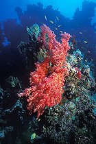 Biosphoto | 981114 | Soft Corals at Reef, Ras Mohammed, Sinai, Red Sea, Egypt | &copy; Borut Furlan / WaterFrame / Biosphoto