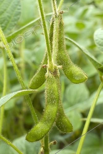 Biosphoto | 2076211 | Soja (Glycine max) gousses | &copy; Frédéric Tournay / Biosphoto