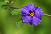 Biosphoto | 1249211 | Solanum flowers in a botanical garden in autumn in France | &copy; Pascal Pittorino / Biosphoto
