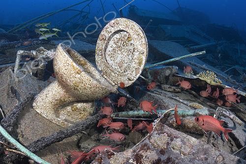 Biosphoto | 2583348 | Soldierfish (Myripristis sp). Wreck, sunken ship. From the EMPEROR FRAISER company, this wreck stands out for its peculiar cargo of health advice. Sinai Peninsula. Red Sea, Egypt. | &copy; Sergio Hanquet / Biosphoto