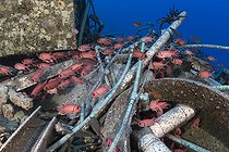 Biosphoto | 2583350 | Soldierfish (Myripristis sp). Wreck, sunken ship. From the EMPEROR FRAISER company, this wreck stands out for its peculiar cargo of health advice. Sinai Peninsula. Red Sea, Egypt. | &copy; Sergio Hanquet / Biosphoto