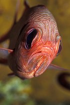 Biosphoto | 981048 | Soldierfish, Ras Mohammed, Sinai, Red Sea, Egypt | &copy; Borut Furlan / WaterFrame / Biosphoto