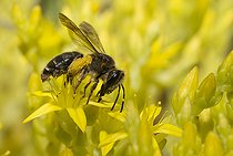 Biosphoto | 2484889 | Solitary bee (Andrena combinata) female on Goldmoss stonecrop (Sedum acre) flowers, Vosges du Nord Regional Nature Park, France | &copy; Michel Rauch / Biosphoto