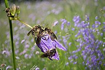 Biosphoto | 2449526 | Solitary bee (Andrena curvungula) males on bellflowers at dawn in the sun to warm up, Vosges du Nord Regional Natural Park, France | &copy; Michel Rauch / Biosphoto