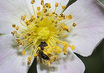 Biosphoto | 2408859 | Solitary bee (Andrena minutula) on Dog rose (Rosa canina), Ballons des Vosges Regional Natural Park, France | &copy; Michel Rauch / Biosphoto