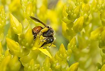 Biosphoto | 2484892 | Solitary bee (Andrena schencki) female on Goldmoss stonecrop (Sedum acre) flowers, Vosges du Nord Regional Nature Park, France | &copy; Michel Rauch / Biosphoto