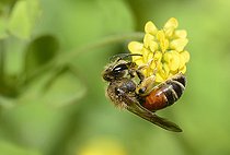 Biosphoto | 2089478 | Solitary bee (Andrena schencki) female on flower of Clover, Regional Nature Park of the Vosges du Nord, France | &copy; Michel Rauch / Biosphoto