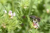 Biosphoto | 2093503 | Solitary Bee (Lasioglossum pauxillum) on Bird's-foot Clover (Trifolium ornithopodioides), Northern Vosges Regional Nature Park, France | &copy; Michel Rauch / Biosphoto