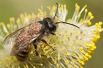 Biosphoto | 2462373 | Solitary bee parasitic mite (Chaetodactylus osmiae), Vosges du Nord Regional Nature Park, France | &copy; Michel Rauch / Biosphoto