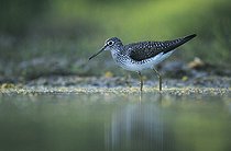Biosphoto | 1462940 | Solitary Sandpiper (Tringa solitaria), adult, Starr County, Rio Grande Valley, South Texas, USA | &copy; Rolf Nussbaumer / imageBROKER / Biosphoto