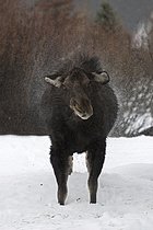 Biosphoto | 2608790 | Something to smile about... Moose (Alces alces) shakes the water out of its fur in rainy weather and snowy conditions, so that it splashes far around, also note the facial expression of the moose :-), funny picture, nature in Yellowstone NP, Grand Teton, W | &copy; wunderbare Erde Gord / imageBROKER / Biosphoto