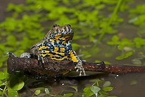 Biosphoto | 2462372 | Sonneur à ventre jaune (Bombina variegata), Parc naturel régional des Vosges du Nord, France | &copy; Michel Rauch / Biosphoto