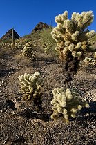 Biosphoto | 1250446 | Sonoran Desert Organ pipe cactus NM Arizona USA | &copy; Daniel Heuclin / Biosphoto