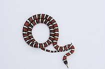 Biosphoto | 1249158 | Sonoran Mountain Kingsnake on white background | &copy; Daniel Heuclin / Biosphoto