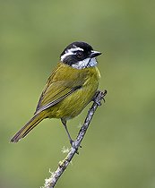 Biosphoto | 2518897 | Sooty-capped Chlorospingus (Chlorospingus pileatus), Chiriqui Highlands, Panama | &copy; Ignacio Yufera / Biosphoto