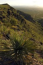 Biosphoto | 1250052 | Sotol Oliver Lee Memorial State Park New Mexico USA | &copy; Daniel Heuclin / Biosphoto