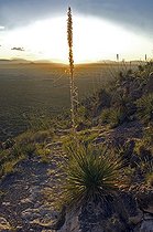 Biosphoto | 1250053 | Sotol Oliver Lee Memorial State Park New Mexico USA | &copy; Daniel Heuclin / Biosphoto