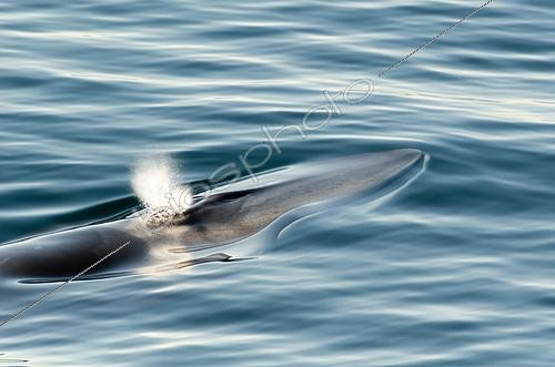 Biosphoto | 2407329 | Souffle de Rorqual commun (Balaenoptera physalus), détroit du Danemark, Groenland | &copy; Raphaël Sané / Biosphoto