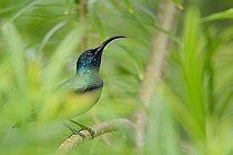 Biosphoto | 2081395 | Souimanga de Loten photographié dans un buisson au Sri Lanka. | &copy; Adrien Wehrlé / Biosphoto