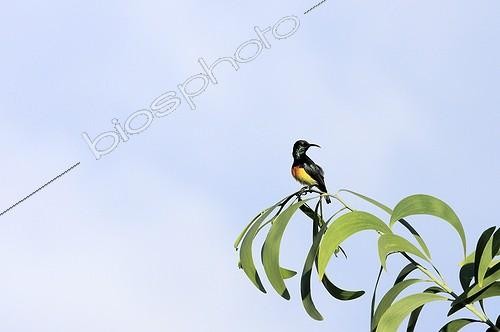 Biosphoto | 740840 | Souimanga perched on a tree branch Mayotte | &copy; Pierre Huguet-Dubief / Biosphoto