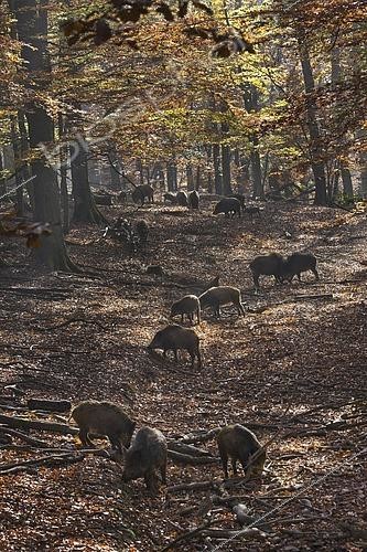 Biosphoto | 2609120 | Sounder of wild boars (Sus scrofa) foraging in autumn forest in the Belgian Ardennes, Belgium | &copy; alimdi / Arterra / imageBROKER / Biosphoto