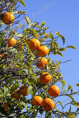Biosphoto | 2415067 | Sour oranges (Citrus aurantium) sour oranges fruit in spring, City of Hyères, Var, France | &copy; André Simon / Biosphoto
