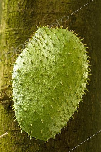 Biosphoto | 2126888 | Soursop (Annona muricata) | &copy; Frédéric Tournay / Biosphoto