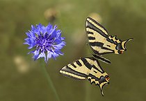 Biosphoto | 1250766 | Sourthern swallowtail flying to a flower Ardeche France | &copy; Michel Rauch / Biosphoto