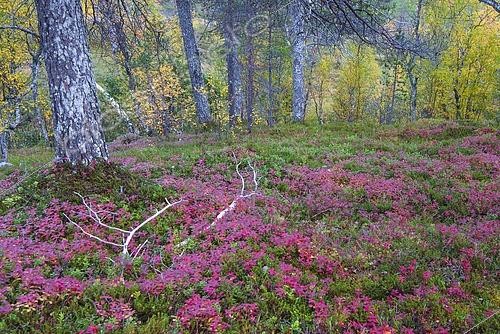 Biosphoto | 2422528 | Sous-bois fleuri en automne, parc national d'Ånderdalen, Senja, Norvège | &copy; Sonja Jordan / imageBROKER / Biosphoto