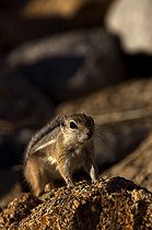 Biosphoto | 1250412 | Souslik-antilope à queue blanche PN Joshua Tree Californie | &copy; Daniel Heuclin / Biosphoto