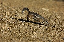 Biosphoto | 1250415 | Souslik-antilope à queue blanche PN Joshua Tree Californie | &copy; Daniel Heuclin / Biosphoto