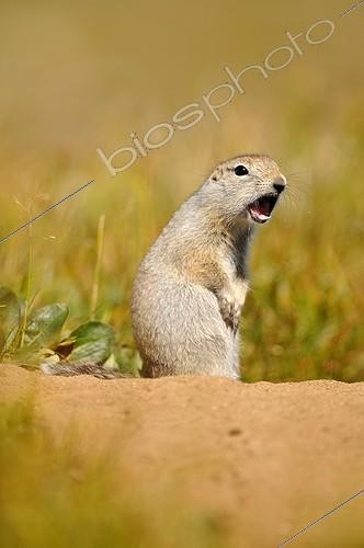 Biosphoto | 684307 | Souslik arctique en alerte au dessus de son terrier  Alaska | &copy; Fabrice Simon / Biosphoto