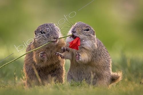 Biosphoto | 2484976 | Sousliks d'Europe (Spermophilus citellus) se nourrissant de fleur de coquelicot, en couple, Parc national de Kiskunsag, Hongrie | &copy; Thomas Hinsche / imageBROKER / Biosphoto