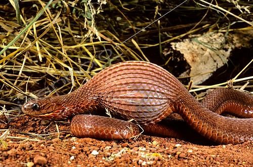 Biosphoto | 2081742 | Southern Brown Egg Eater (Dasypeltis inornata) a egg, Sub-Saharan Africa. | &copy; Daniel Heuclin / Biosphoto