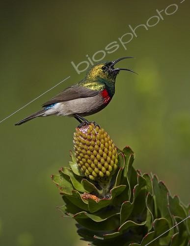 Biosphoto | 1291058 | Southern Double-collared Sunbird calling from protea flower | &copy; Ignacio Yufera / Biosphoto