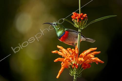 Biosphoto | 2626186 | Southern Double-collared Sunbird (Cinnyris chalybeus) on a wild dagga or lion's ear (Leonotis leonurus) flower. Betty's (Bettys) Bay. Whale Coast. Overberg. Western Cape. South Africa. | &copy; Roger de La Harpe / Biosphoto