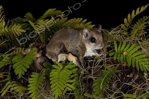 Biosphoto | 2050225 | Southern flying squirrel (Glaucomys volans), Gainesville, Florida, USA | &copy; Michael Turco / Biosphoto