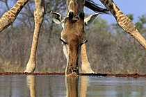 Biosphoto | 2623894 | Southern giraffe (Giraffa camelopardalis giraffa), adult, portrait, drinking, at the water, Kruger National Park, Kruger National Park, Krugerpark, South Africa | &copy; Jürgen & Christine S / imageBROKER / Biosphoto