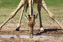 Biosphoto | 2133956 | Southern Giraffe (Giraffa giraffa). Female. Drinking at a rainwater pool. During the rainy season in green surroundings. Kalahari Desert, Kgalagadi Transfrontier Park, South Africa. | &copy; Thomas Dressler / Biosphoto