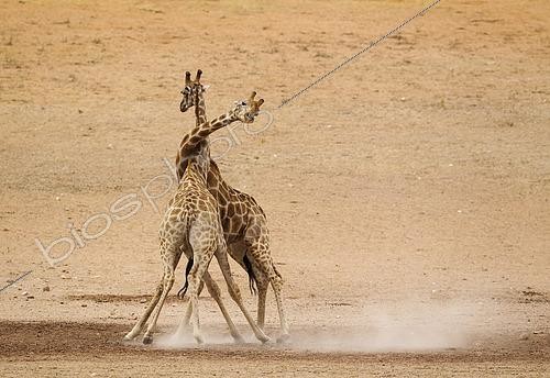 Biosphoto | 2437004 | Southern Giraffe (Giraffa giraffa). Fighting males in the dry and barren Auob riverbed, raising a lot of dust. Kalahari Desert, Kgalagadi Transfrontier Park, South Africa. | &copy; Thomas Dressler / Biosphoto