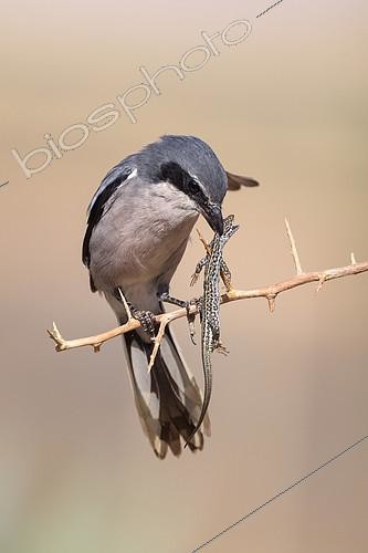 Biosphoto | 2413588 | Southern Grey Shrike (Lanius meridionalis) male, Castile-La Mancha, Spain | &copy; Marion Vollborn / BIA / Biosphoto