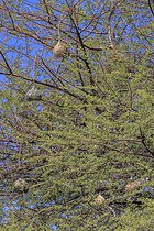 Biosphoto | 2601798 | Southern Masked Weaver nests (Ploceus velatus ), Namibia, Africa | &copy; Alain Roux / Biosphoto