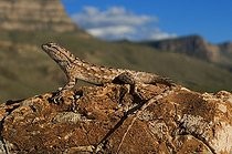 Biosphoto | 1250062 | Southern Prairie Lizard on rock New Mexico USA | &copy; Daniel Heuclin / Biosphoto