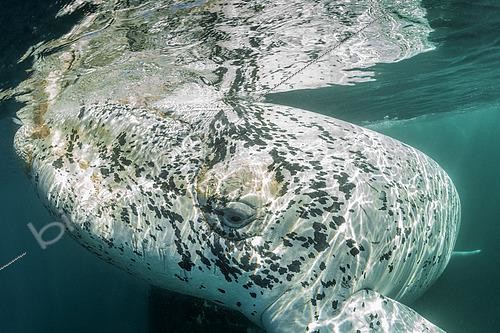 Biosphoto | 2607127 | Southern Right Whale, (Eubalaena australis), (white young calf) in the shallow protected waters of the Golfo Nuevo, Valdez Peninsula, UNESCO World Heritage site, Argentina. | &copy; Franco Banfi / Biosphoto