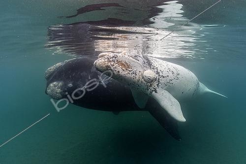 Biosphoto | 2607129 | Southern Right Whale, (Eubalaena australis), white young calf with mother, in the shallow protected waters of the Golfo Nuevo, Valdez Peninsula, UNESCO World Heritage site, Argentina. | &copy; Franco Banfi / Biosphoto